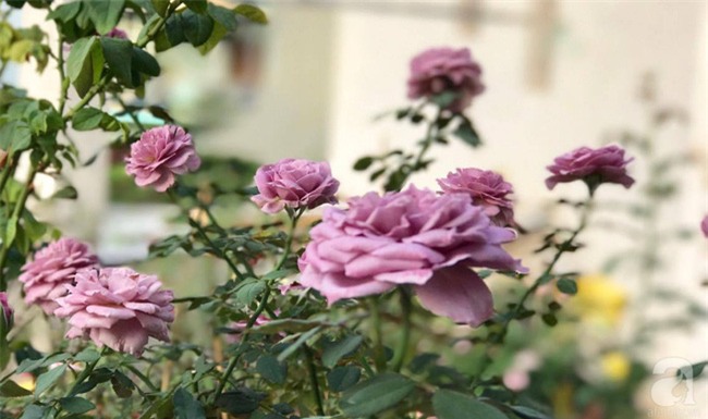 Ngắm trọn vẻ đẹp quyến rũ của gần trăm loài hồng quý trên sân thượng 50m2 ở Vũng Tàu - Ảnh 11.