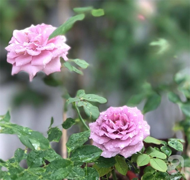 Vẻ quyến rũ của hàng trăm loài hoa hồng quý trên sân thượng 50m² của chàng trai độc thân 8x ở Vũng Tàu - Ảnh 13.