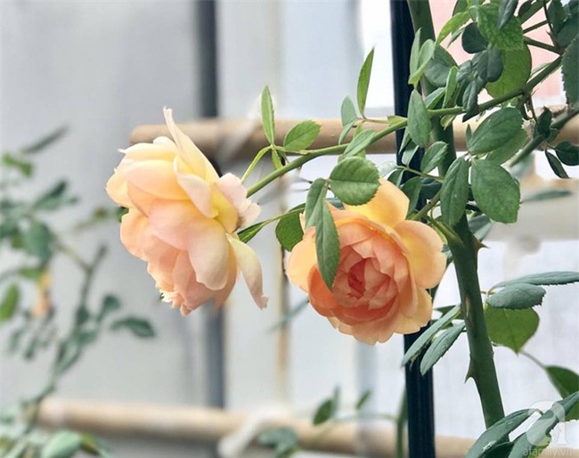 Vẻ quyến rũ của hàng trăm loài hoa hồng quý trên sân thượng 50m² của chàng trai độc thân 8x ở Vũng Tàu - Ảnh 14.