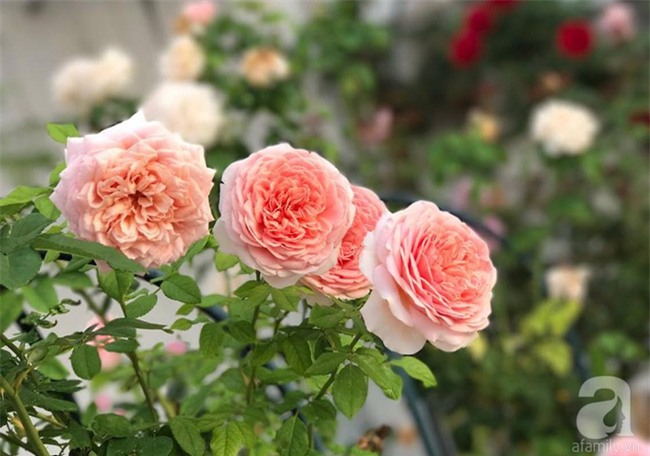 Vẻ quyến rũ của hàng trăm loài hoa hồng quý trên sân thượng 50m² của chàng trai độc thân 8x ở Vũng Tàu - Ảnh 15.