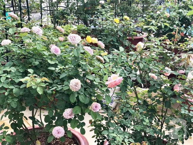 Vẻ quyến rũ của hàng trăm loài hoa hồng quý trên sân thượng 50m² của chàng trai độc thân 8x ở Vũng Tàu - Ảnh 16.