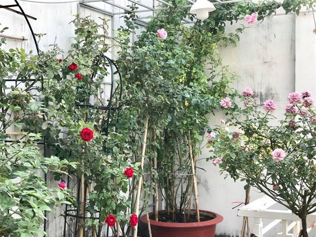 Vẻ quyến rũ của hàng trăm loài hoa hồng quý trên sân thượng 50m² của chàng trai độc thân 8x ở Vũng Tàu - Ảnh 2.