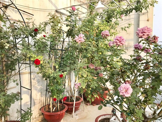 Vẻ quyến rũ của hàng trăm loài hoa hồng quý trên sân thượng 50m² của chàng trai độc thân 8x ở Vũng Tàu - Ảnh 19.