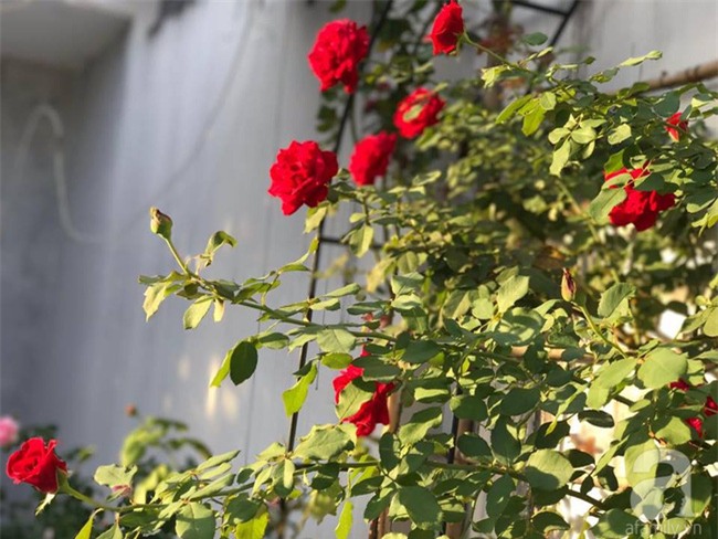 Vẻ quyến rũ của hàng trăm loài hoa hồng quý trên sân thượng 50m² của chàng trai độc thân 8x ở Vũng Tàu - Ảnh 20.