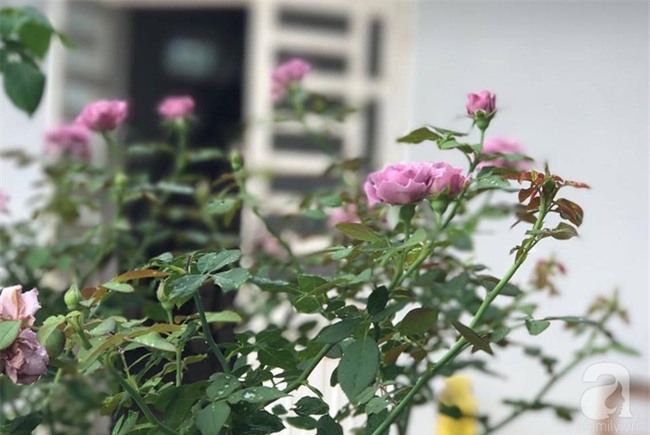 Vẻ quyến rũ của hàng trăm loài hoa hồng quý trên sân thượng 50m² của chàng trai độc thân 8x ở Vũng Tàu - Ảnh 21.