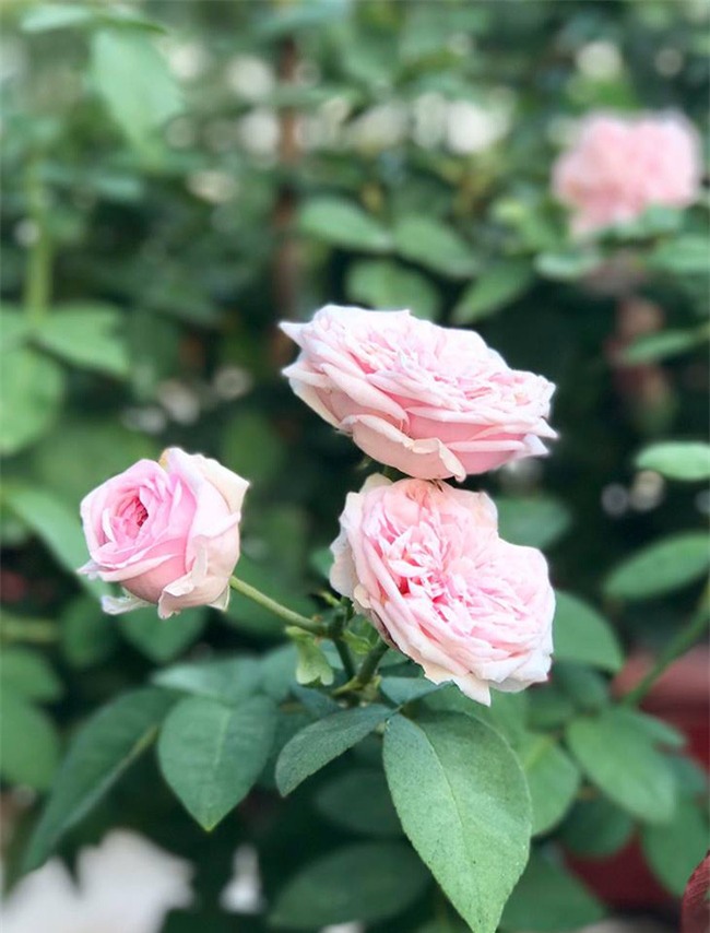Vẻ quyến rũ của hàng trăm loài hoa hồng quý trên sân thượng 50m² của chàng trai độc thân 8x ở Vũng Tàu - Ảnh 24.