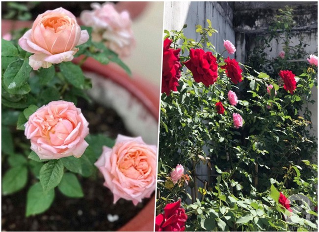 Vẻ quyến rũ của hàng trăm loài hoa hồng quý trên sân thượng 50m² của chàng trai độc thân 8x ở Vũng Tàu - Ảnh 3.