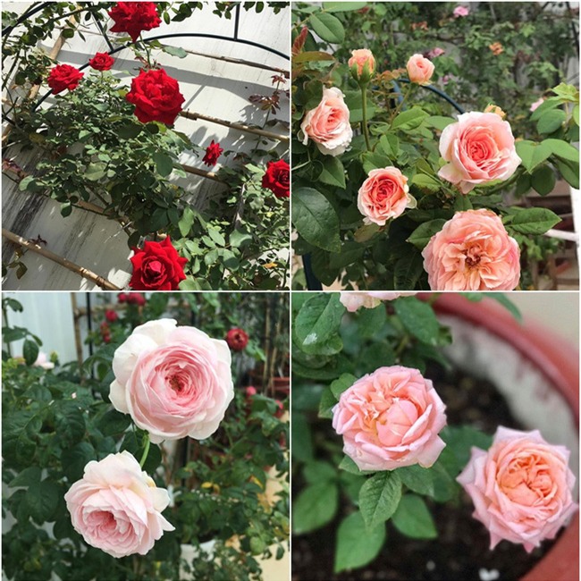 Vẻ quyến rũ của hàng trăm loài hoa hồng quý trên sân thượng 50m² của chàng trai độc thân 8x ở Vũng Tàu - Ảnh 4.