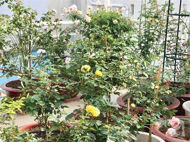 Vẻ quyến rũ của hàng trăm loài hoa hồng quý trên sân thượng 50m² của chàng trai độc thân 8x ở Vũng Tàu - Ảnh 6.