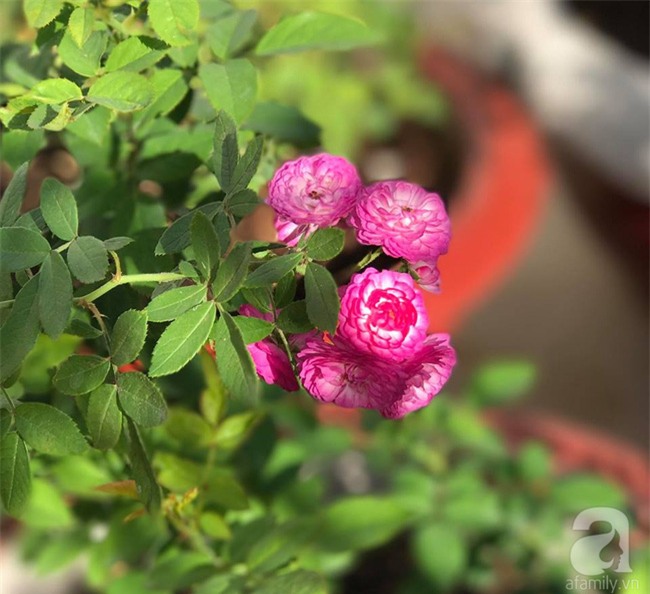 Vẻ quyến rũ của hàng trăm loài hoa hồng quý trên sân thượng 50m² của chàng trai độc thân 8x ở Vũng Tàu - Ảnh 8.