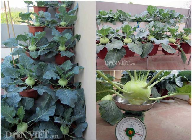 me ha thanh tiet lo cach trong