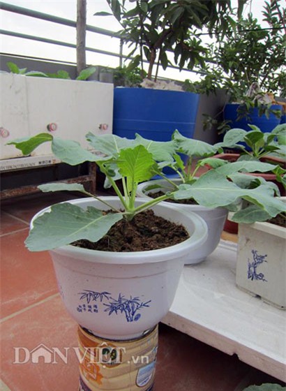 me ha thanh tiet lo cach trong