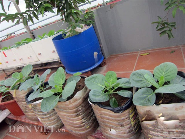 me ha thanh tiet lo cach trong