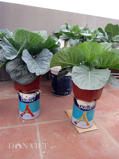 me ha thanh tiet lo cach trong