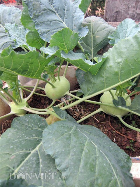 me ha thanh tiet lo cach trong