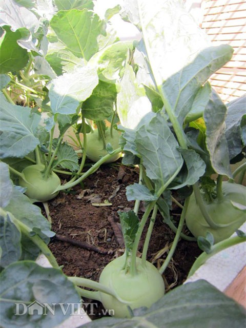 me ha thanh tiet lo cach trong