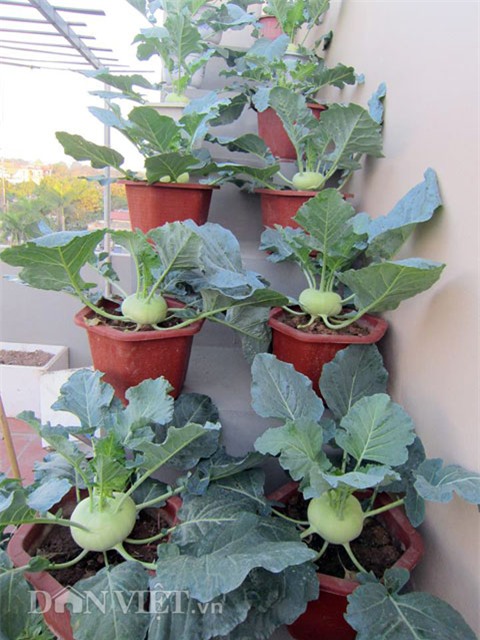 me ha thanh tiet lo cach trong