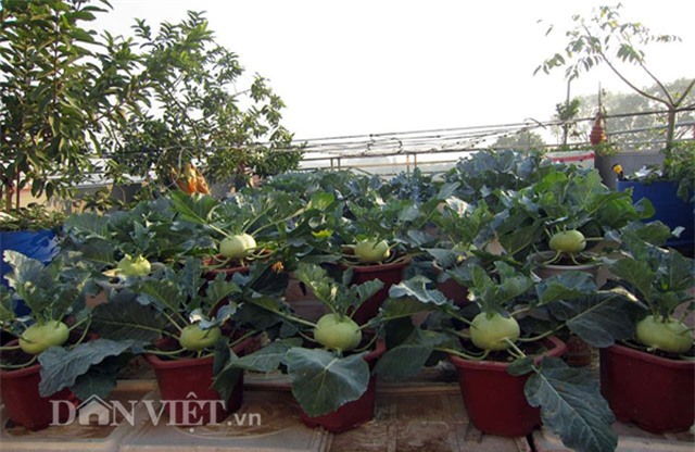 me ha thanh tiet lo cach trong