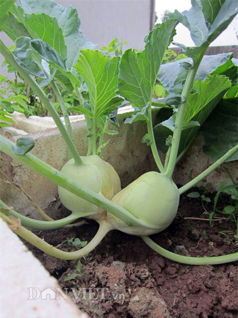 me ha thanh tiet lo cach trong