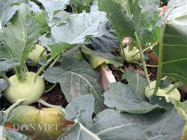 me ha thanh tiet lo cach trong