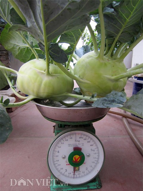 me ha thanh tiet lo cach trong