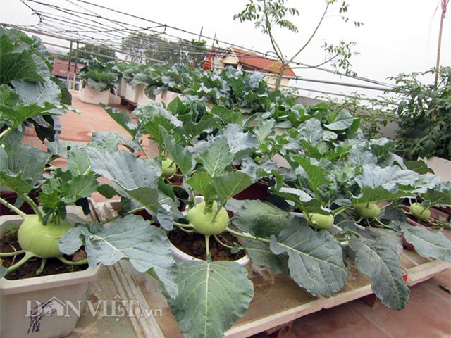 me ha thanh tiet lo cach trong