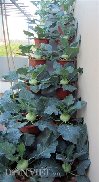 me ha thanh tiet lo cach trong