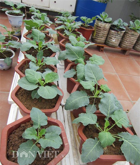 me ha thanh tiet lo cach trong