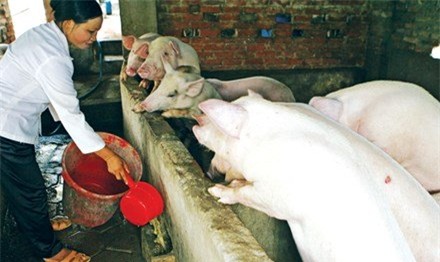 nông dân, thương lái, hàng Tàu, Trung Quốc, thương lái Trung Quốc , thịt lợn, nuôi heo