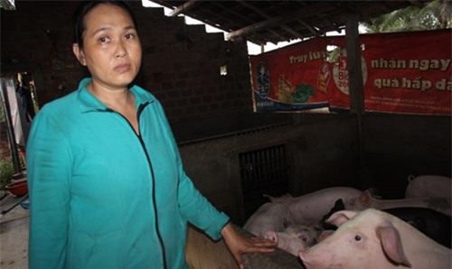 nông dân, thương lái, hàng Tàu, Trung Quốc, thương lái Trung Quốc , thịt lợn, nuôi heo