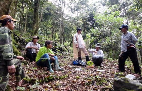 sâm thử, chuột quý tộc, chuột núi ngọc linh, sâm Ngọc linh,