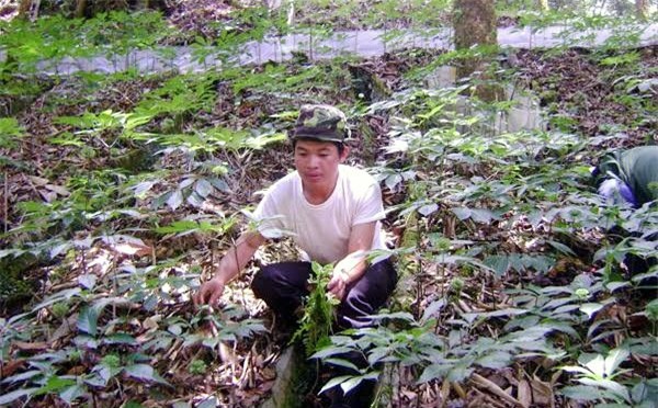 sâm thử, chuột quý tộc, chuột núi ngọc linh, sâm Ngọc linh,