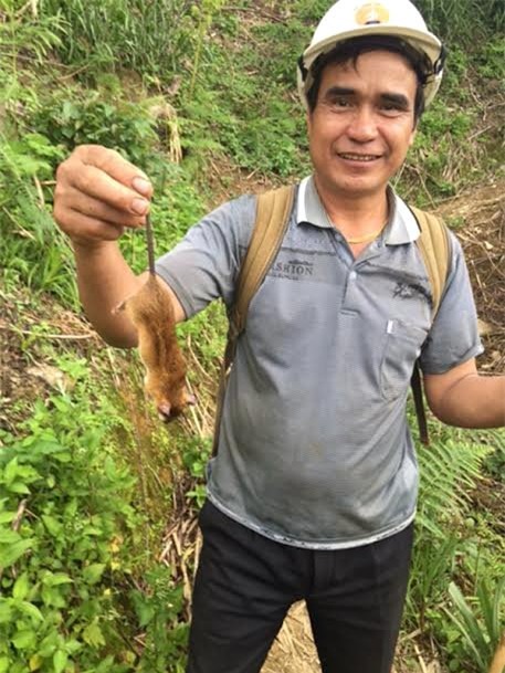 sâm thử, chuột quý tộc, chuột núi ngọc linh, sâm Ngọc linh,