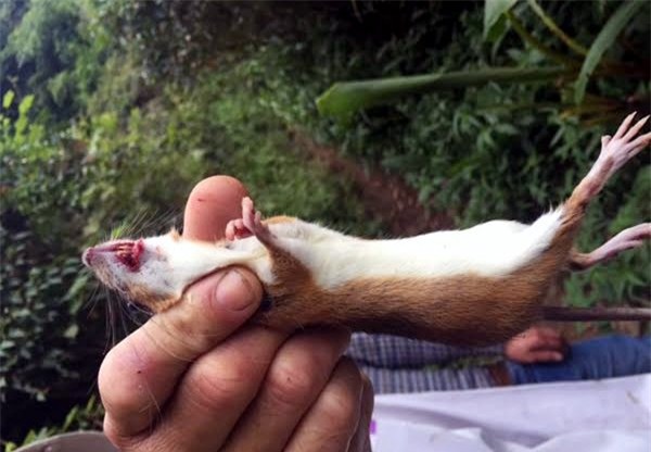 sâm thử, chuột quý tộc, chuột núi ngọc linh, sâm Ngọc linh,