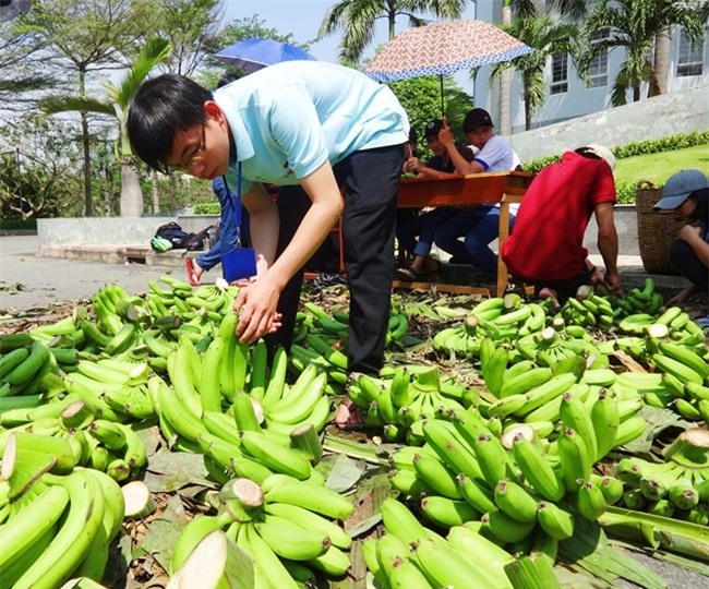 Chen nhau mua chuoi 'ban khong lai' gia 5.900 dong/kg hinh anh 3