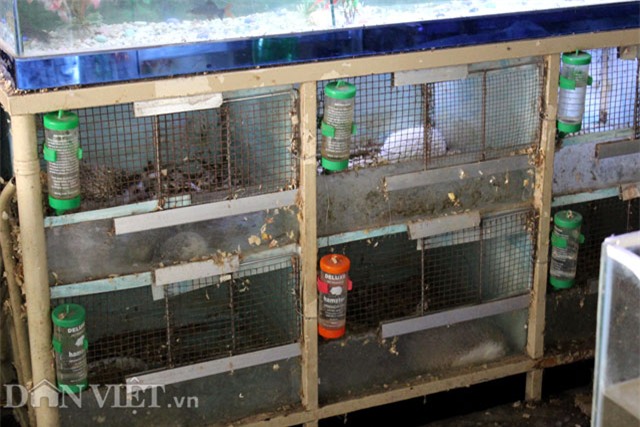 thú chơi, nhím cảnh, động vật lạ, dân chơi, nuôi nhím, Hà Nội