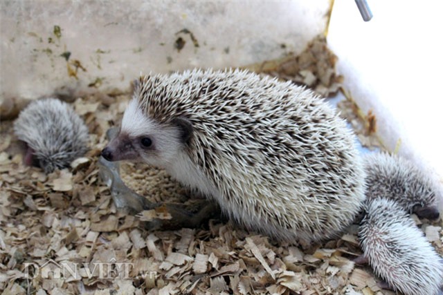 thú chơi, nhím cảnh, động vật lạ, dân chơi, nuôi nhím, Hà Nội