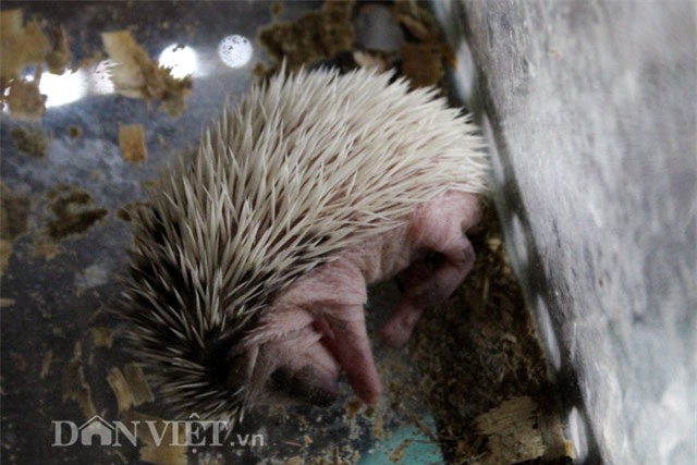 thú chơi, nhím cảnh, động vật lạ, dân chơi, nuôi nhím, Hà Nội