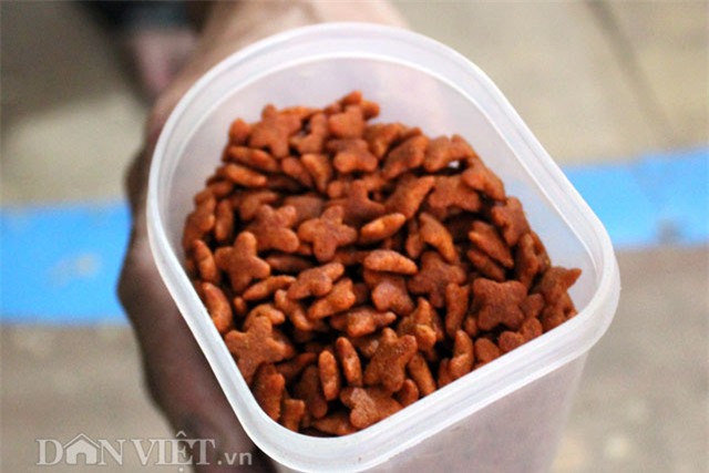 thú chơi, nhím cảnh, động vật lạ, dân chơi, nuôi nhím, Hà Nội