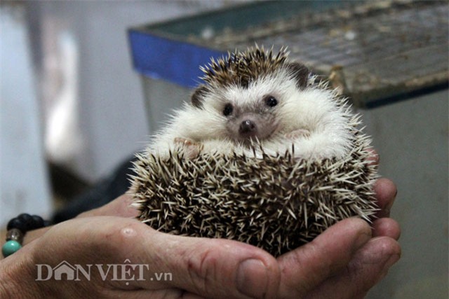 thú chơi, nhím cảnh, động vật lạ, dân chơi, nuôi nhím, Hà Nội