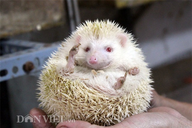 thú chơi, nhím cảnh, động vật lạ, dân chơi, nuôi nhím, Hà Nội