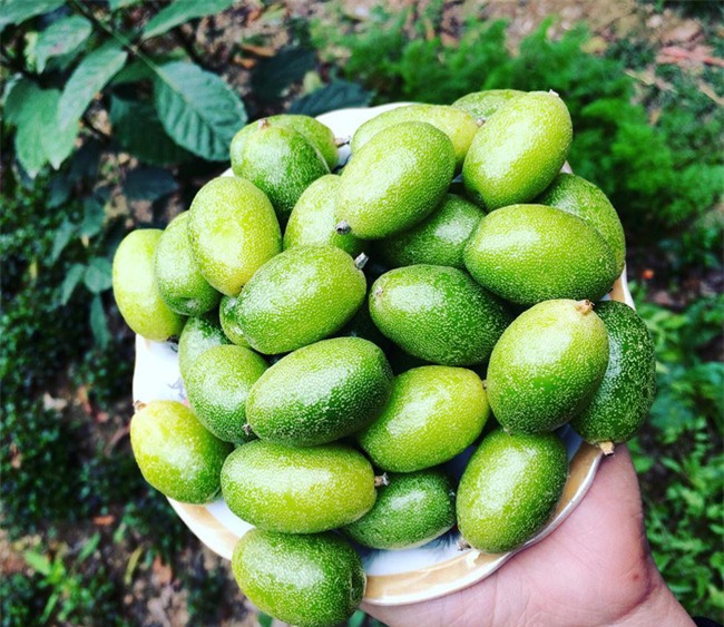 Ứa nước miếng với những món ngon từ nhót xanh lạ miệng mà cực dễ làm  - Ảnh 7.