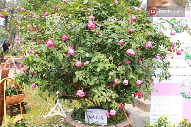 Lễ hội hoa hồng Bulgaria ở Hà Nội: Thất vọng khi thực tế khác xa hình ảnh quảng cáo - Ảnh 11.