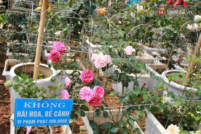 Lễ hội hoa hồng Bulgaria ở Hà Nội: Thất vọng khi thực tế khác xa hình ảnh quảng cáo - Ảnh 12.