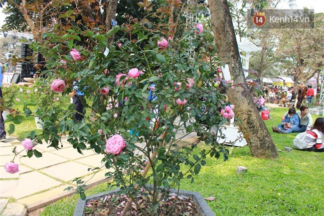 Lễ hội hoa hồng Bulgaria ở Hà Nội: Thất vọng khi thực tế khác xa hình ảnh quảng cáo - Ảnh 13.