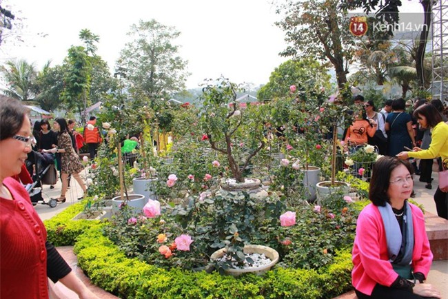 Lễ hội hoa hồng Bulgaria ở Hà Nội: Thất vọng khi thực tế khác xa hình ảnh quảng cáo - Ảnh 15.