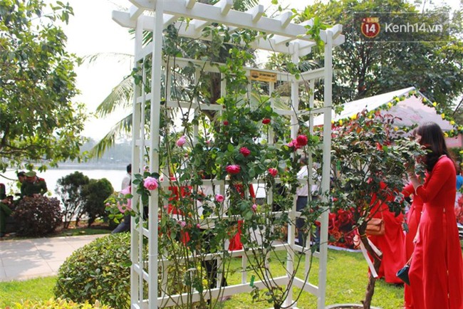 Lễ hội hoa hồng Bulgaria ở Hà Nội: Thất vọng khi thực tế khác xa hình ảnh quảng cáo - Ảnh 16.