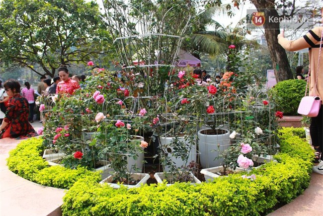 Lễ hội hoa hồng Bulgaria ở Hà Nội: Thất vọng khi thực tế khác xa hình ảnh quảng cáo - Ảnh 8.