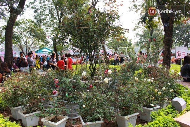 Lễ hội hoa hồng Bulgaria ở Hà Nội: Thất vọng khi thực tế khác xa hình ảnh quảng cáo - Ảnh 9.