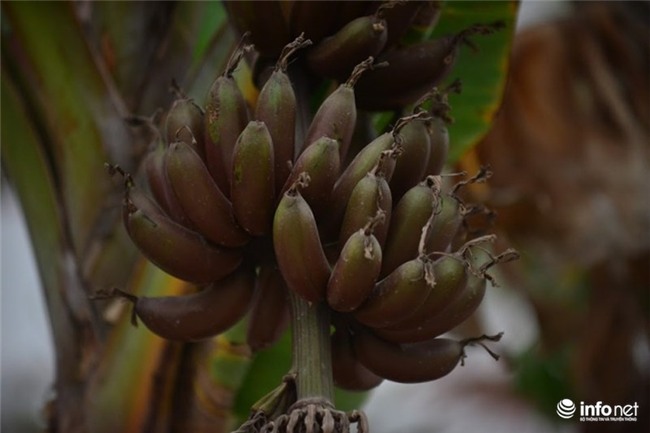 chuối tím, Campuchia, Hà Nội, nông dân, buồng chuối